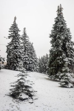 Kış parkı, manzara, karlı orman. Kış.