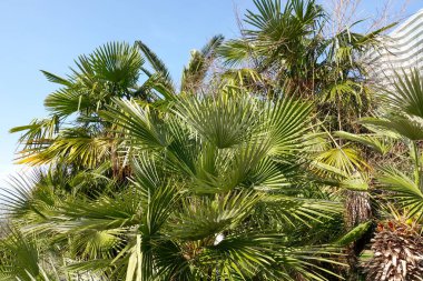 Soçi, Rusya - 27 Şubat 2022: Soçi şehir binalarının mimarisi, tatil beldesi, yeşil palmiye ağaçları.