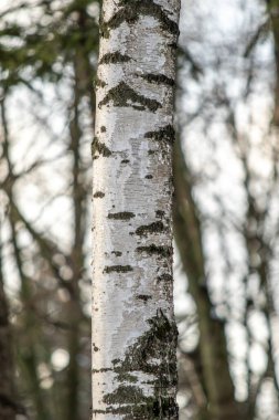 Kış parkı, manzara, karlı orman. Kış.