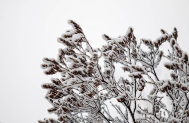 Ağaçların karlı dalları beyaz bir gökyüzü arka planına karşı. Kış.