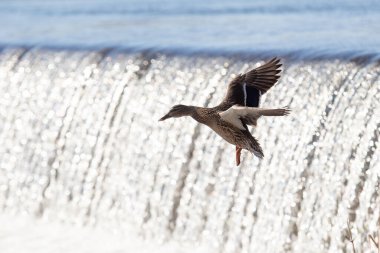 Su üzerinde vahşi ördekler, ilkbahar doğası..