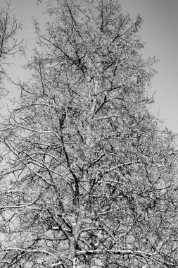 Çıplak ağaç dalları gökyüzüne karşı, kış.