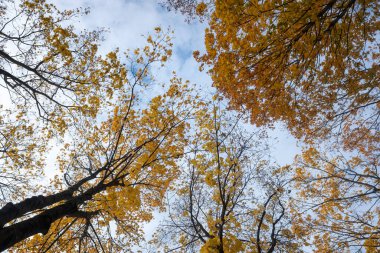 Sonbahar ağaçlarının dalları gökyüzüne karşı. Alt görünüm.
