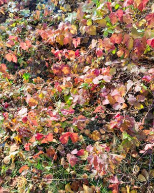 Yerdeki parlak sonbahar yeşilliklerinin arkaplanı.