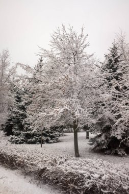 Kış parkı, manzara, karlı orman. Kış.