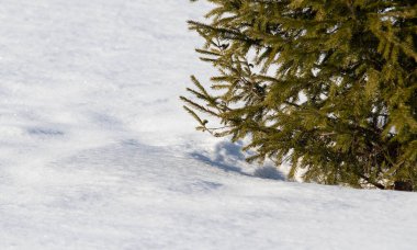 Küçük yeşil bir ladin dalı kışın karla kaplıdır..