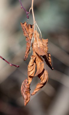 Sonbahar sarı yaprakları doğada