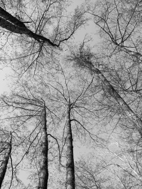 Sonbahar ağaçlarının dalları gökyüzüne karşı. Alt görünüm.