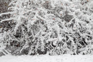 Ağaçların karlı dalları beyaz bir gökyüzü arka planına karşı. Kış.