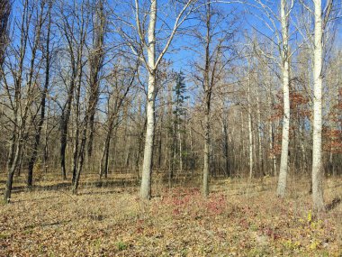 Parkta yaprakları olmayan uzun ağaçlar, sonbahar manzarası, açık güneşli bir gün..
