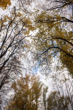 Sonbahar manzarası, gökyüzünde parlak yaprakları olan ağaçlar..