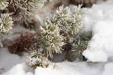 Kar beyazı kar altında ladin dalları, kış havası..