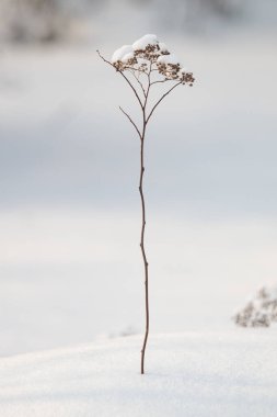 Beyaz karda kuru dallar. Kış doğası.