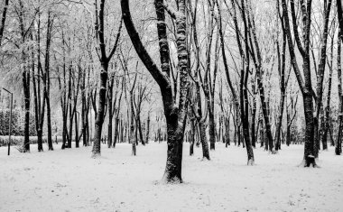 Kış parkı, manzara, karlı orman. Kış.