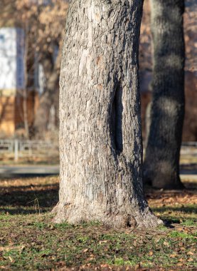 ormandaki eski bir ağacın gövde