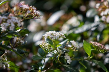 Minik kar beyazı leylak çiçekleri, çarmıha gerilen ailede yetişen bir çiçek türü..
