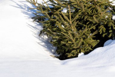 Küçük yeşil bir ladin dalı kışın karla kaplıdır..