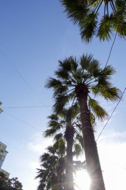 Yeşil ağaçlar tatil köyü parkında.