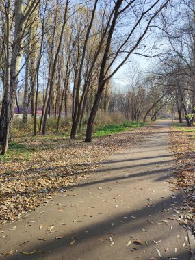 Parkta yaprakları olmayan uzun ağaçlar, sonbahar manzarası, açık güneşli bir gün..
