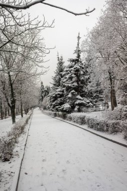 Kış parkı, manzara, karlı orman. Kış.