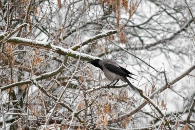 Kışın kardaki kara karga.