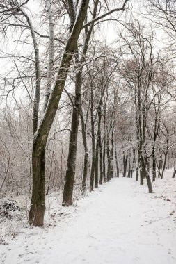 Kış parkı, manzara, karlı orman. Kış.