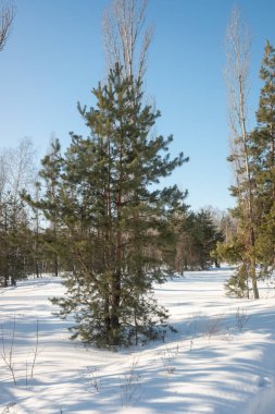 Kış manzarası, orman, doğal park.