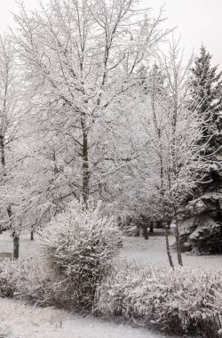 Kış parkı, manzara, karlı orman. Kış.