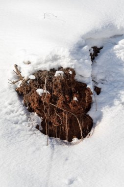 Arkaplan olarak kar, karın altından kuru bir dal