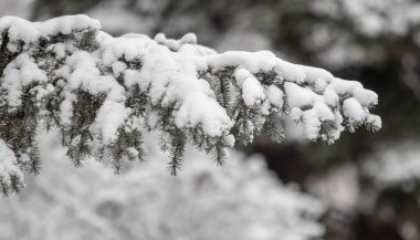 Kışın kar altında firavun yeşili dallar.