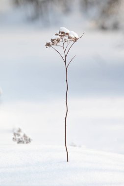 Beyaz karda kuru dallar. Kış doğası.