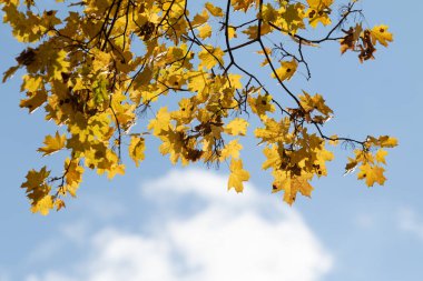 Sonbahar manzarası, gökyüzünde parlak yaprakları olan ağaçlar..