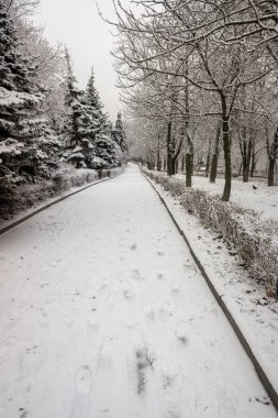 Kış parkı, manzara, karlı orman. Kış.