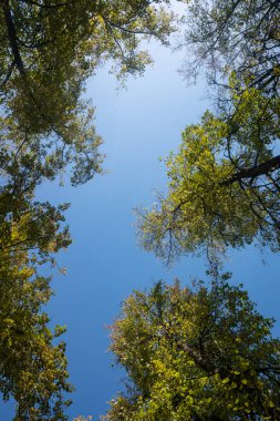 Sonbahar manzarası, gökyüzünde parlak yaprakları olan ağaçlar..