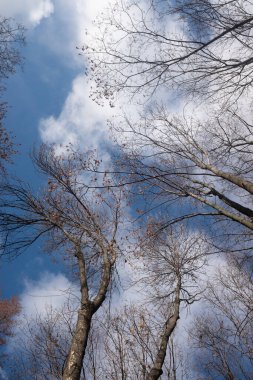 Yapraksız sonbahar ağaçları, beyaz bulutlu mavi gökyüzüne karşı, dipten manzaralı..