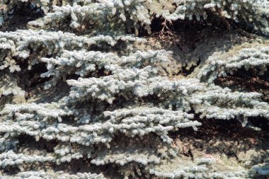 Mavi ladin dalları, doğal arkaplan