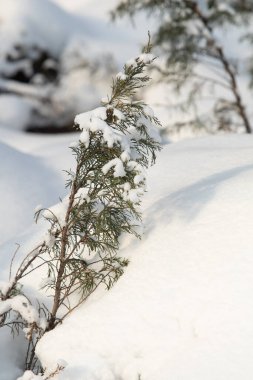 Küçük yeşil bir ladin dalı kışın karla kaplıdır..