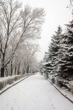 Kış parkı, manzara, karlı orman. Kış.