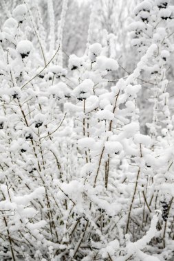 Ağaçların karlı dalları beyaz bir gökyüzü arka planına karşı. Kış.