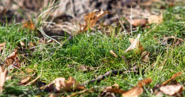 Sonbahar sarı yaprakları doğada