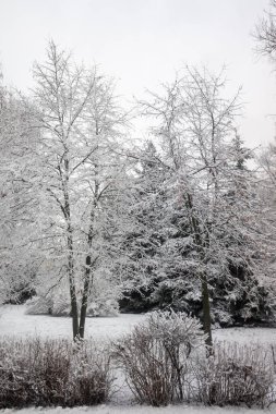 Kış parkı, manzara, karlı orman. Kış.