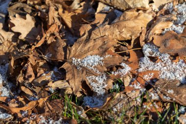 Sonbahar sarı yaprakları doğada