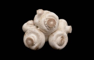 izole üzerinde siyah arka plan champignon mantar.