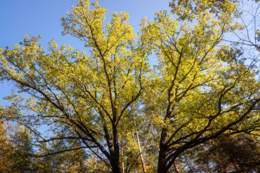 Sonbahar manzarası, gökyüzünde parlak yaprakları olan ağaçlar..