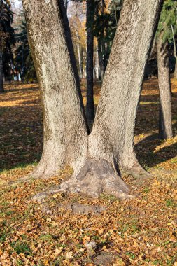 ormandaki eski bir ağacın gövde