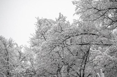 Ağaçların karlı dalları beyaz bir gökyüzü arka planına karşı. Kış.