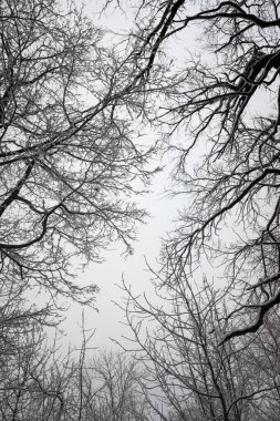 Ağaçların karlı dalları beyaz bir gökyüzü arka planına karşı. Kış.