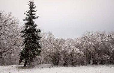 Kış parkı, manzara, karlı orman. Kış.