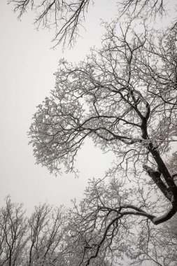 Ağaçların karlı dalları beyaz bir gökyüzü arka planına karşı. Kış.