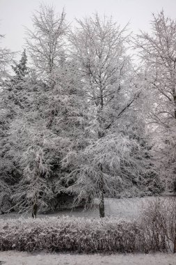Kış parkı, manzara, karlı orman. Kış.